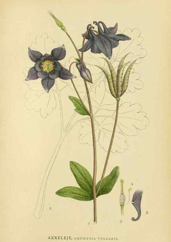 Reproducción/Reproduction 49157944877: Billeder af Nordens flora,. København,G.E.C. Gad,1901-1903 [i.e. 1907]. 