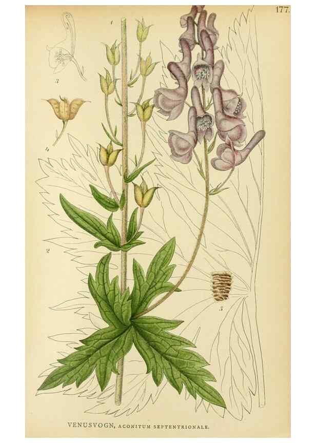 Reproducción/Reproduction 49157945217: Billeder af Nordens flora,. København,G.E.C. Gad,1901-1903 [i.e. 1907]. 
