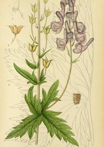 Reproducción/Reproduction 49157945217: Billeder af Nordens flora,. København,G.E.C. Gad,1901-1903 [i.e. 1907]. 
