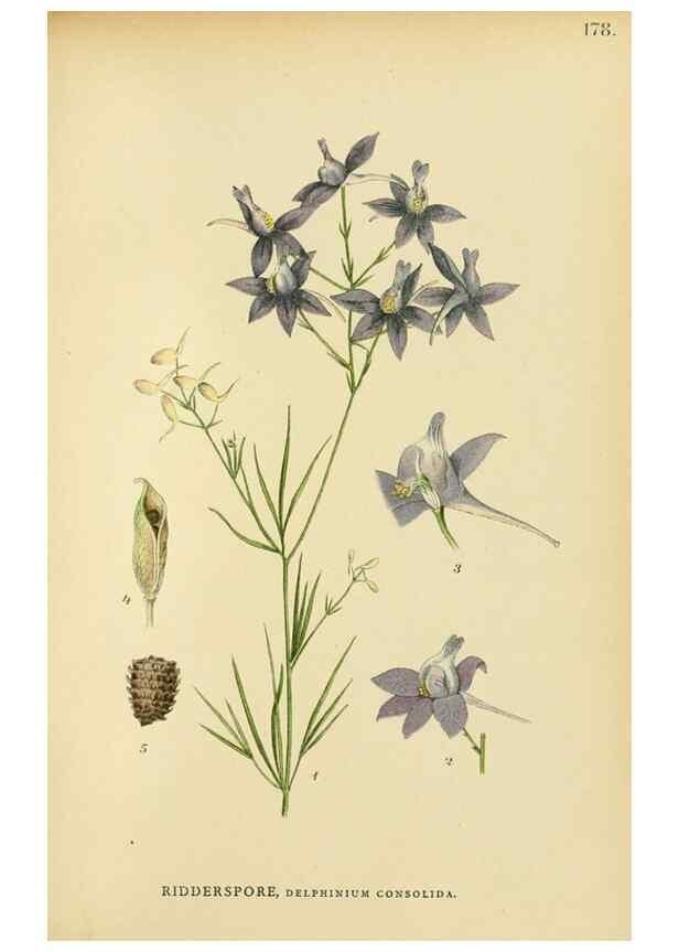 Reproducción/Reproduction 49157234768: Billeder af Nordens flora,. København,G.E.C. Gad,1901-1903 [i.e. 1907]. 