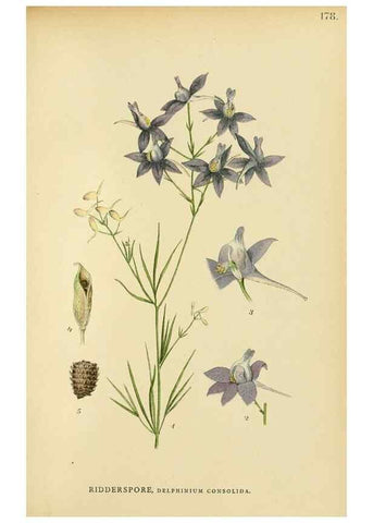Reproducción/Reproduction 49157234768: Billeder af Nordens flora,. København,G.E.C. Gad,1901-1903 [i.e. 1907]. 