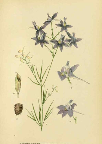 Reproducción/Reproduction 49157234768: Billeder af Nordens flora,. København,G.E.C. Gad,1901-1903 [i.e. 1907]. 