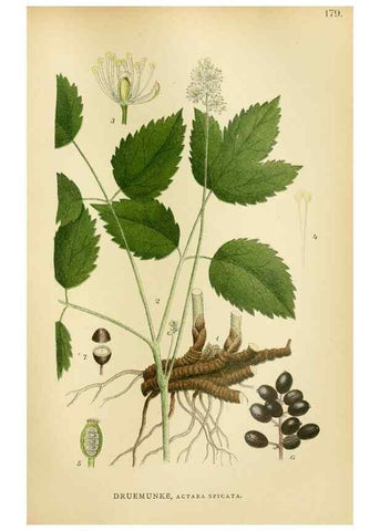 Reproducción/Reproduction 49157235098: Billeder af Nordens flora,. København,G.E.C. Gad,1901-1903 [i.e. 1907]. 