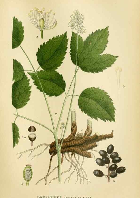 Reproducción/Reproduction 49157235098: Billeder af Nordens flora,. København,G.E.C. Gad,1901-1903 [i.e. 1907]. 
