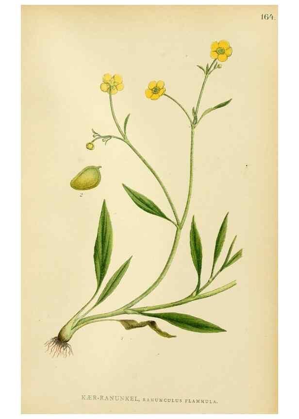 Reproducción/Reproduction 49157718366: Billeder af Nordens flora,. København,G.E.C. Gad,1901-1903 [i.e. 1907]. 