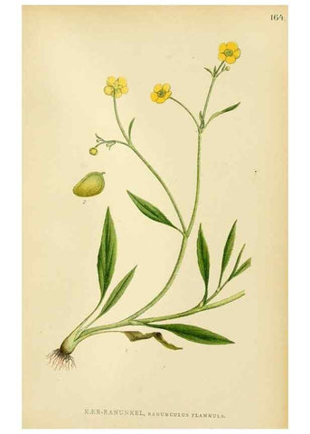 Reproducción/Reproduction 49157718366: Billeder af Nordens flora,. København,G.E.C. Gad,1901-1903 [i.e. 1907]. 