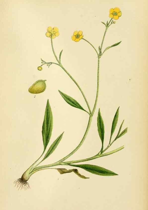 Reproducción/Reproduction 49157718366: Billeder af Nordens flora,. København,G.E.C. Gad,1901-1903 [i.e. 1907]. 