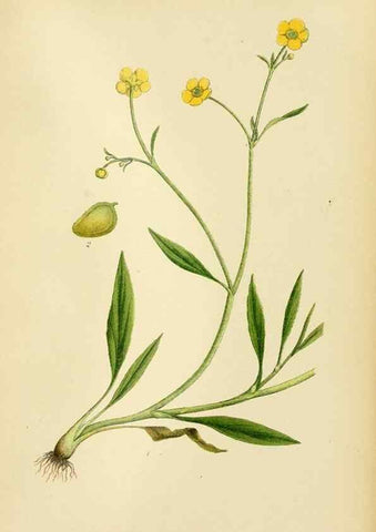 Reproducción/Reproduction 49157718366: Billeder af Nordens flora,. København,G.E.C. Gad,1901-1903 [i.e. 1907]. 