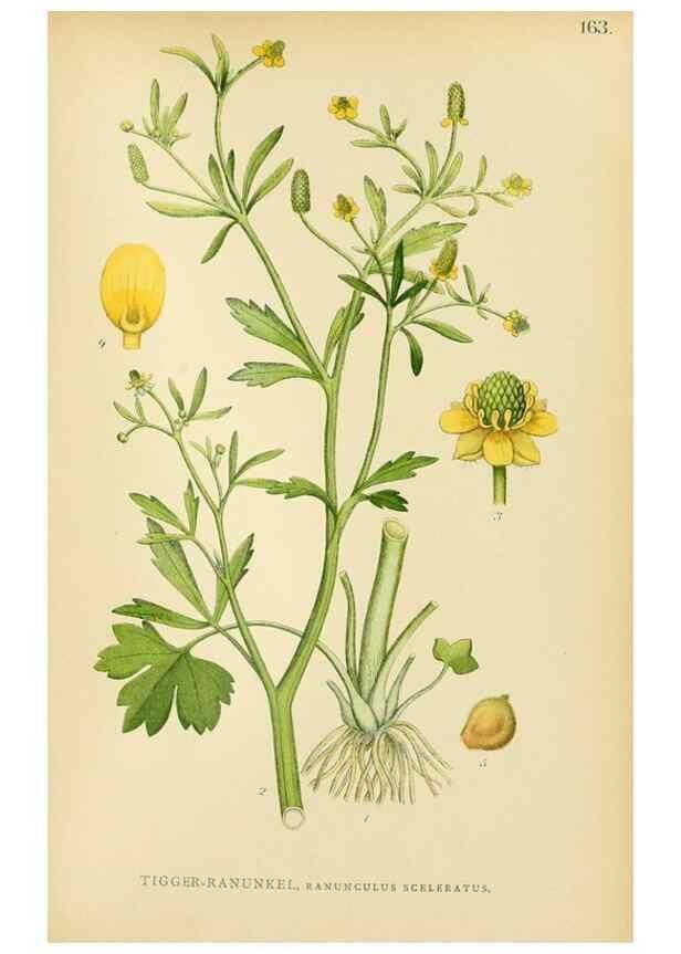 Reproducción/Reproduction 49157717991: Billeder af Nordens flora,. København,G.E.C. Gad,1901-1903 [i.e. 1907]. 