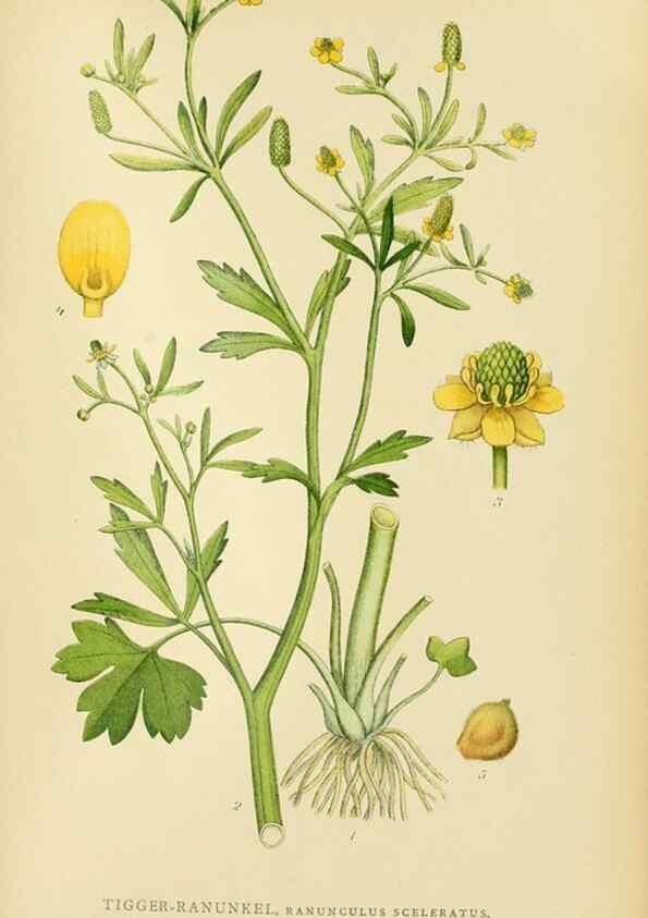 Reproducción/Reproduction 49157717991: Billeder af Nordens flora,. København,G.E.C. Gad,1901-1903 [i.e. 1907]. 