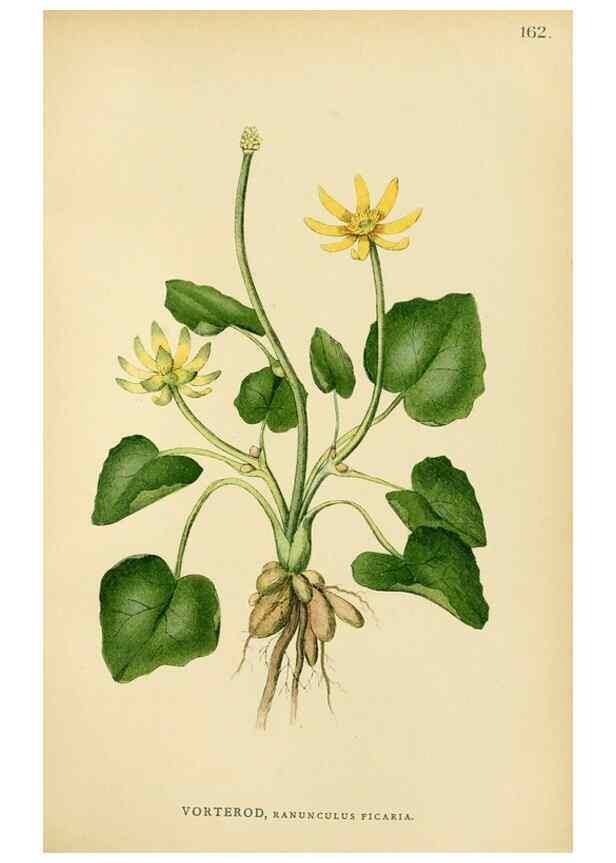 Reproducción/Reproduction 49157717671: Billeder af Nordens flora,. København,G.E.C. Gad,1901-1903 [i.e. 1907]. 