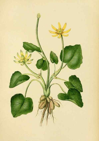 Reproducción/Reproduction 49157717671: Billeder af Nordens flora,. København,G.E.C. Gad,1901-1903 [i.e. 1907]. 