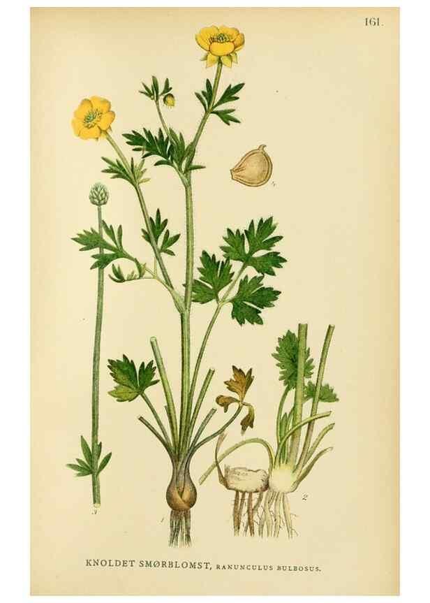 Reproducción/Reproduction 49157717276: Billeder af Nordens flora,. København,G.E.C. Gad,1901-1903 [i.e. 1907]. 