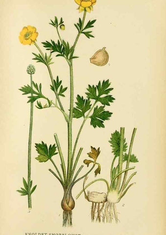 Reproducción/Reproduction 49157717276: Billeder af Nordens flora,. København,G.E.C. Gad,1901-1903 [i.e. 1907]. 