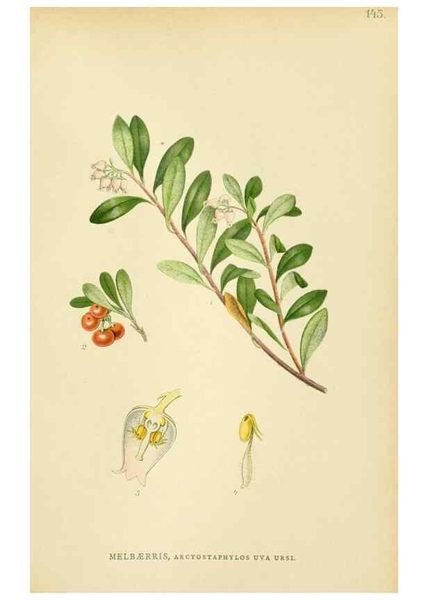 Reproducción/Reproduction 49157711796: Billeder af Nordens flora,. København,G.E.C. Gad,1901-1903 [i.e. 1907]. 