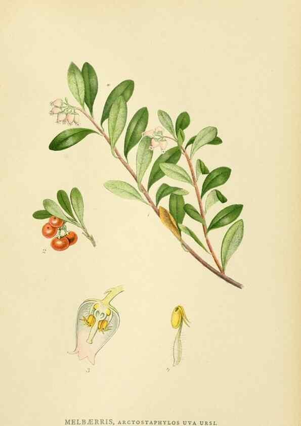Reproducción/Reproduction 49157711796: Billeder af Nordens flora,. København,G.E.C. Gad,1901-1903 [i.e. 1907]. 