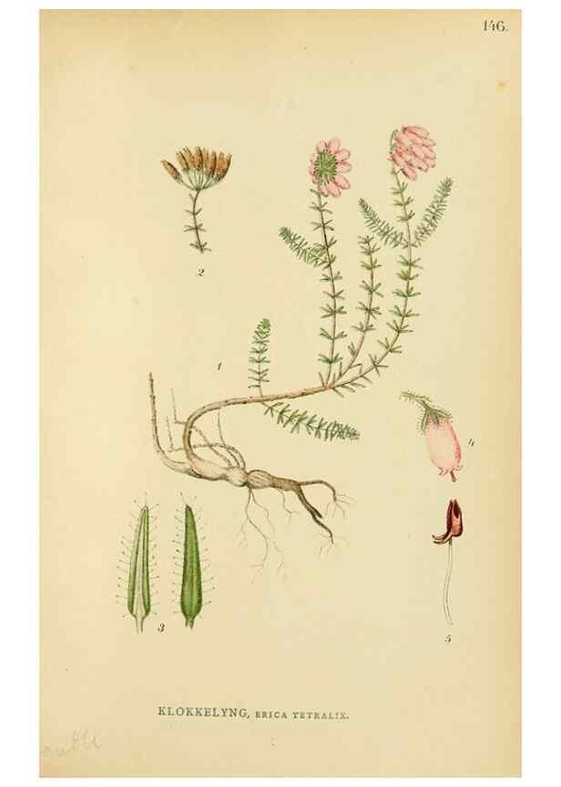 Reproducción/Reproduction 49157934647: Billeder af Nordens flora,. København,G.E.C. Gad,1901-1903 [i.e. 1907]. 