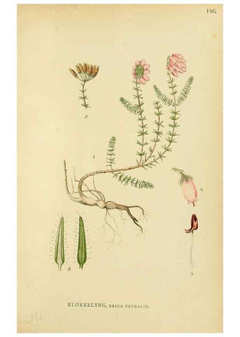 Reproducción/Reproduction 49157934647: Billeder af Nordens flora,. København,G.E.C. Gad,1901-1903 [i.e. 1907]. 
