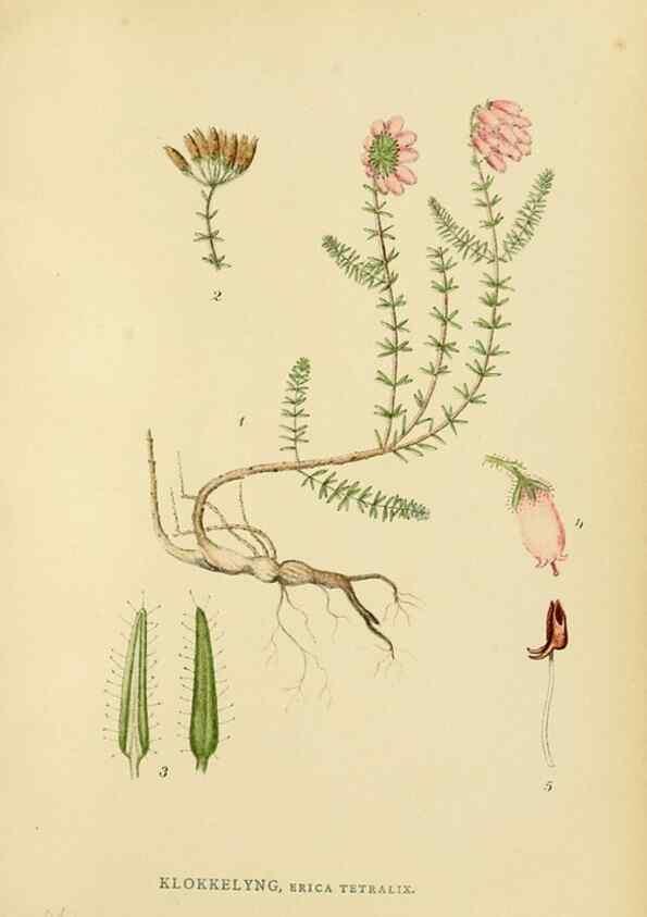 Reproducción/Reproduction 49157934647: Billeder af Nordens flora,. København,G.E.C. Gad,1901-1903 [i.e. 1907]. 