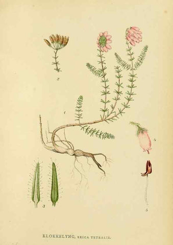Reproducción/Reproduction 49157934647: Billeder af Nordens flora,. København,G.E.C. Gad,1901-1903 [i.e. 1907]. 