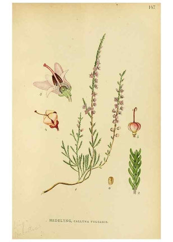 Reproducción/Reproduction 49157224508: Billeder af Nordens flora,. København,G.E.C. Gad,1901-1903 [i.e. 1907]. 