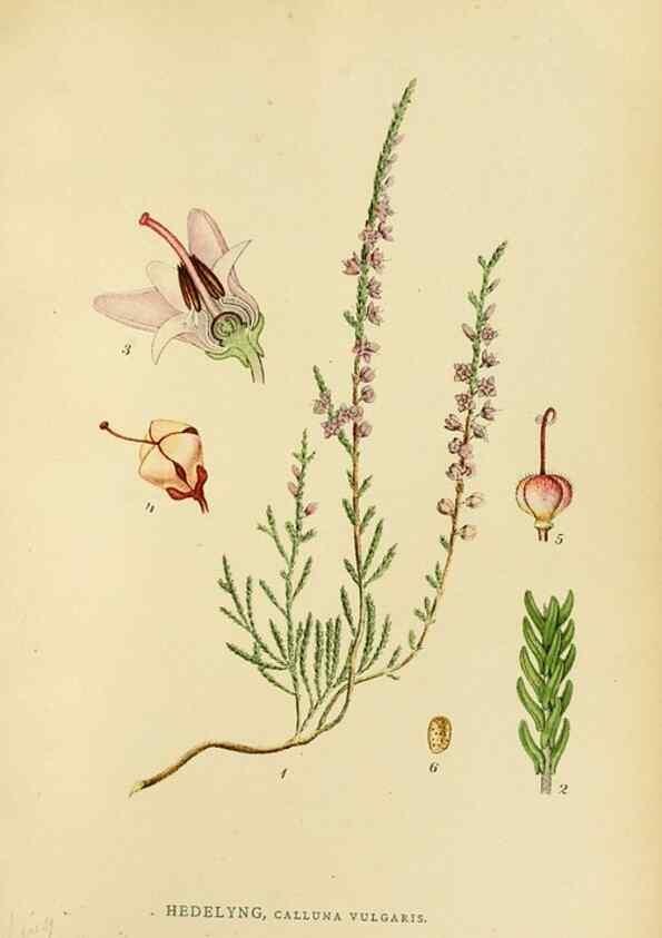 Reproducción/Reproduction 49157224508: Billeder af Nordens flora,. København,G.E.C. Gad,1901-1903 [i.e. 1907]. 