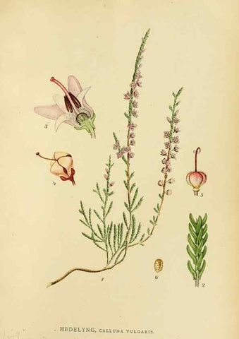 Reproducción/Reproduction 49157224508: Billeder af Nordens flora,. København,G.E.C. Gad,1901-1903 [i.e. 1907]. 