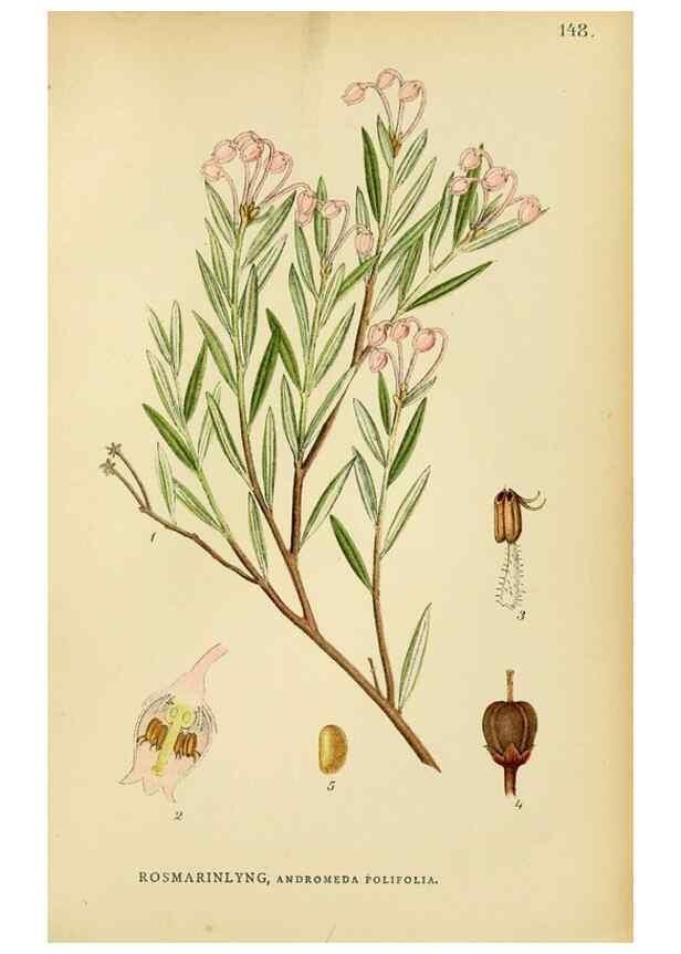 Reproducción/Reproduction 49157935357: Billeder af Nordens flora,. København,G.E.C. Gad,1901-1903 [i.e. 1907]. 