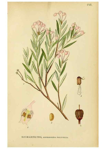 Reproducción/Reproduction 49157935357: Billeder af Nordens flora,. København,G.E.C. Gad,1901-1903 [i.e. 1907]. 