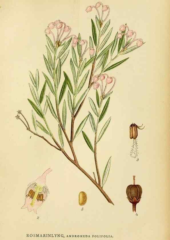 Reproducción/Reproduction 49157935357: Billeder af Nordens flora,. København,G.E.C. Gad,1901-1903 [i.e. 1907]. 