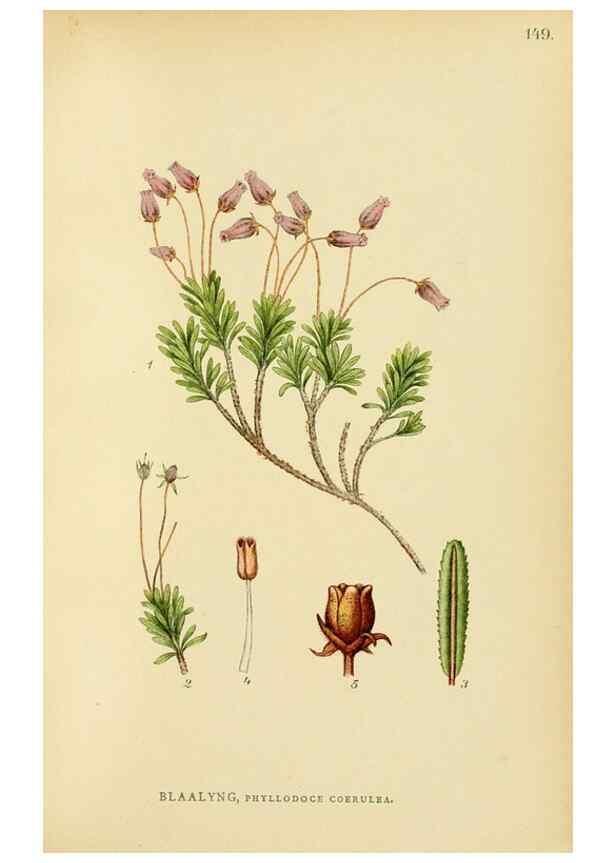 Reproducción/Reproduction 49157225228: Billeder af Nordens flora,. København,G.E.C. Gad,1901-1903 [i.e. 1907]. 