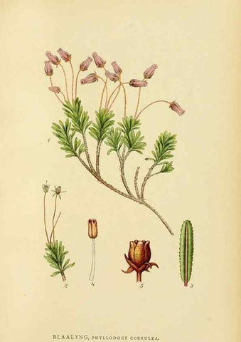 Reproducción/Reproduction 49157225228: Billeder af Nordens flora,. København,G.E.C. Gad,1901-1903 [i.e. 1907]. 