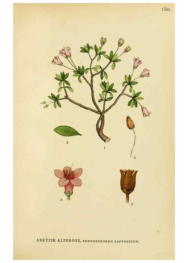 Reproducción/Reproduction 49157936157: Billeder af Nordens flora,. København,G.E.C. Gad,1901-1903 [i.e. 1907]. 
