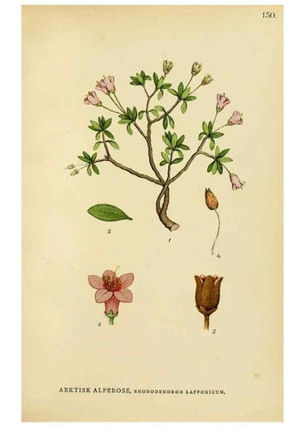 Reproducción/Reproduction 49157936157: Billeder af Nordens flora,. København,G.E.C. Gad,1901-1903 [i.e. 1907]. 