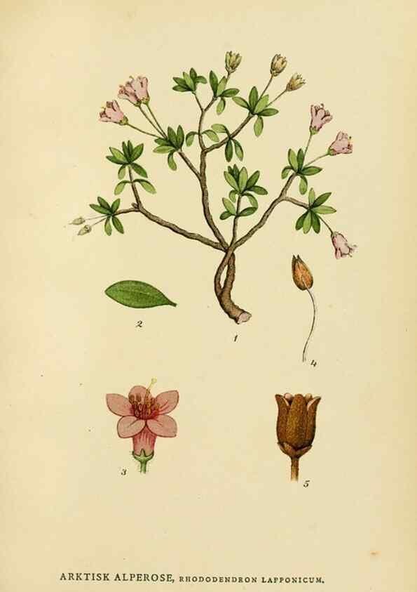 Reproducción/Reproduction 49157936157: Billeder af Nordens flora,. København,G.E.C. Gad,1901-1903 [i.e. 1907]. 