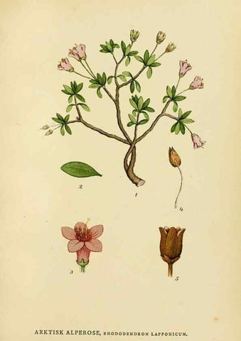 Reproducción/Reproduction 49157936157: Billeder af Nordens flora,. København,G.E.C. Gad,1901-1903 [i.e. 1907]. 