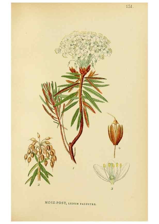 Reproducción/Reproduction 49157713831: Billeder af Nordens flora,. København,G.E.C. Gad,1901-1903 [i.e. 1907]. 