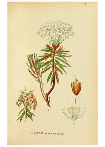 Reproducción/Reproduction 49157713831: Billeder af Nordens flora,. København,G.E.C. Gad,1901-1903 [i.e. 1907]. 