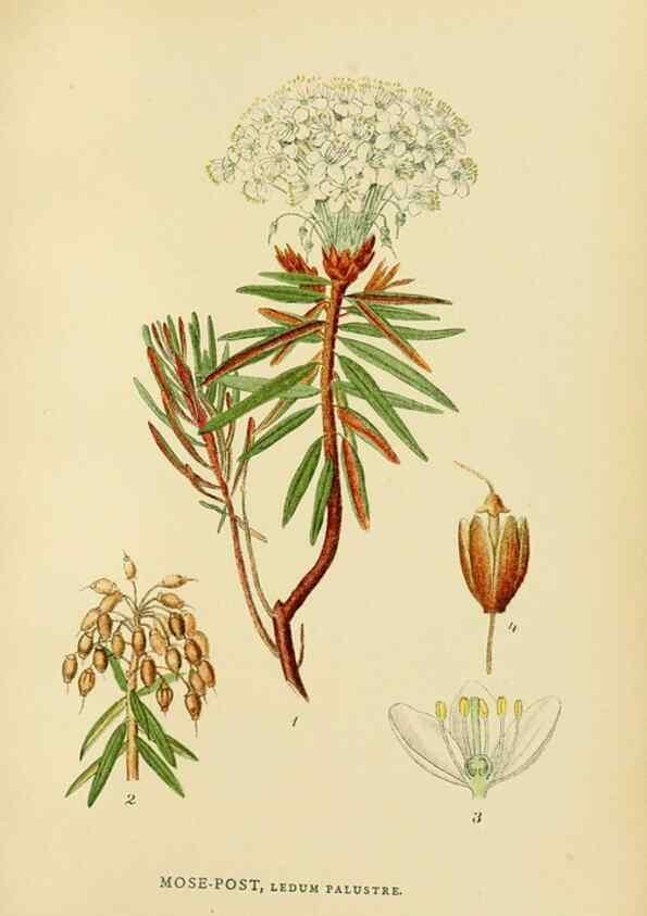 Reproducción/Reproduction 49157713831: Billeder af Nordens flora,. København,G.E.C. Gad,1901-1903 [i.e. 1907]. 
