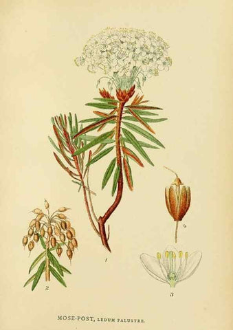Reproducción/Reproduction 49157713831: Billeder af Nordens flora,. København,G.E.C. Gad,1901-1903 [i.e. 1907]. 