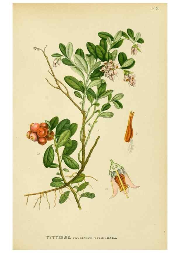 Reproducción/Reproduction 49157711276: Billeder af Nordens flora,. København,G.E.C. Gad,1901-1903 [i.e. 1907]. 
