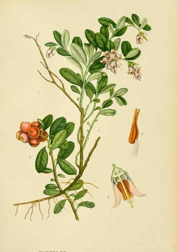 Reproducción/Reproduction 49157711276: Billeder af Nordens flora,. København,G.E.C. Gad,1901-1903 [i.e. 1907]. 