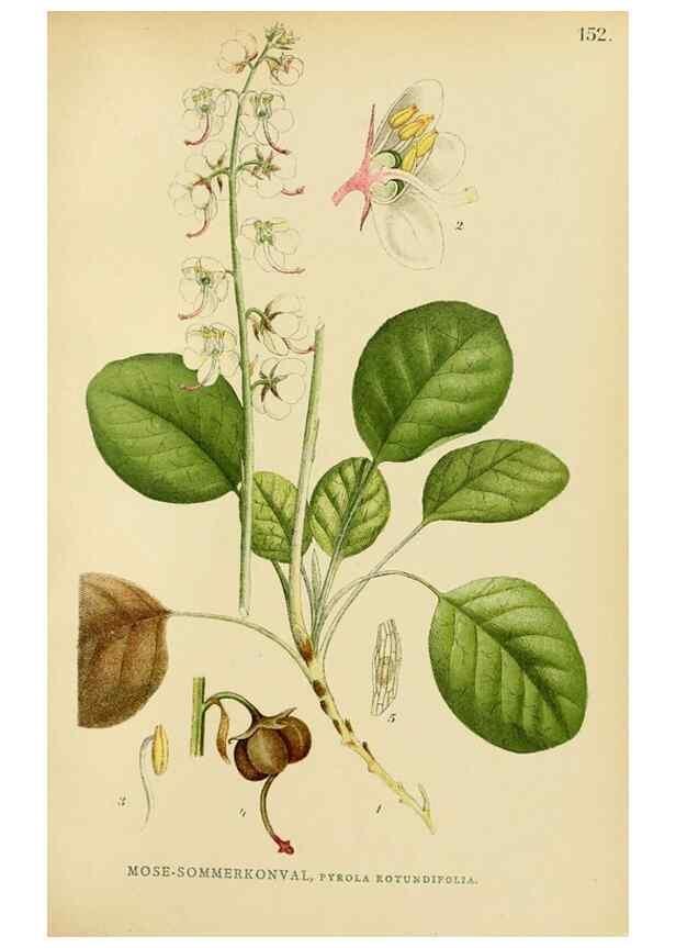 Reproducción/Reproduction 49157936882: Billeder af Nordens flora,. København,G.E.C. Gad,1901-1903 [i.e. 1907]. 
