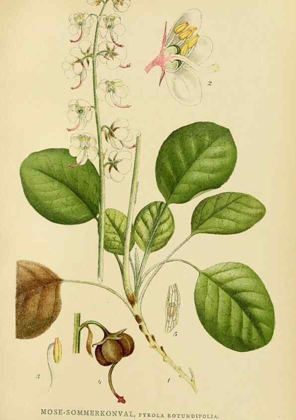 Reproducción/Reproduction 49157936882: Billeder af Nordens flora,. København,G.E.C. Gad,1901-1903 [i.e. 1907]. 