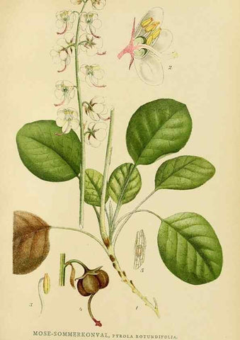 Reproducción/Reproduction 49157936882: Billeder af Nordens flora,. København,G.E.C. Gad,1901-1903 [i.e. 1907]. 