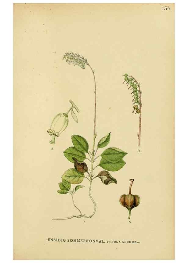 Reproducción/Reproduction 49157714796: Billeder af Nordens flora,. København,G.E.C. Gad,1901-1903 [i.e. 1907]. 