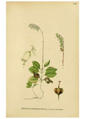 Reproducción/Reproduction 49157714796: Billeder af Nordens flora,. København,G.E.C. Gad,1901-1903 [i.e. 1907]. 