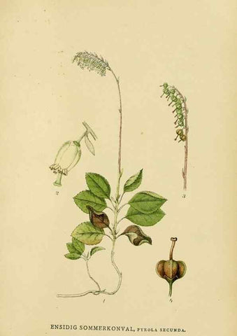 Reproducción/Reproduction 49157714796: Billeder af Nordens flora,. København,G.E.C. Gad,1901-1903 [i.e. 1907]. 