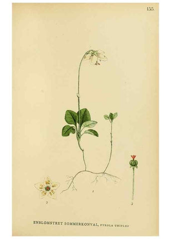 Reproducción/Reproduction 49157937782: Billeder af Nordens flora,. København,G.E.C. Gad,1901-1903 [i.e. 1907]. 
