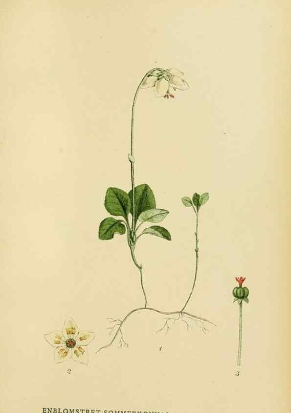 Reproducción/Reproduction 49157937782: Billeder af Nordens flora,. København,G.E.C. Gad,1901-1903 [i.e. 1907]. 